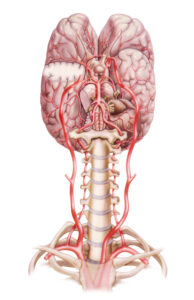 brain circulation