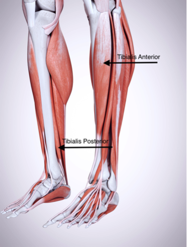 Leg Muscles Tibialis Anterior and Posterior Lower Leg showing all muscles with labels at the Tibialis Anterior and Tibialis Posterior where one experience shin splints.